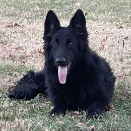 Bellatrix - Shiloh Shepherd
