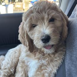 Goldendoodle Puppies from Old Line Doodles