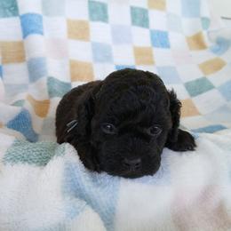 Kolter - Silver male Havapoo puppy in Blanch, North Carolina from Faithful Hearts Kennel