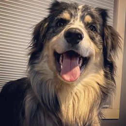 "Thor’s such a happy handsome boy" Australian Shepherd All Grown Up from K & R Australian Shepherds