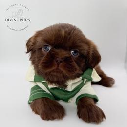 Frito - Chocolate male Shih Tzu puppy in League City, Texas from Divine Pups