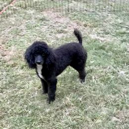 Tillie - Cavapoo