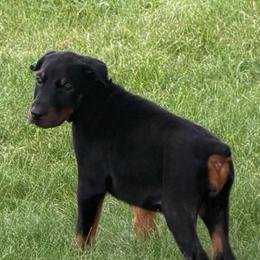 Pink girl - Black and rust female Doberman Pinscher puppy in Peru, Indiana from De luxe dobermans