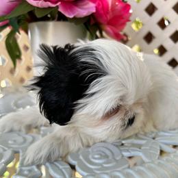 Chewy - White male Shih Tzu puppy in Victorville, California from Precioustzus