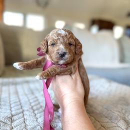 Sweet potato - Red  female Goldendoodle puppy in New Harmony, Indiana from Cottonwood Farms