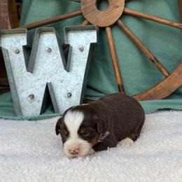 Venti - Red tri female Miniature Australian Shepherd puppy in Checotah, Oklahoma from Wild Outlaw Aussies