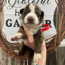 Red collar - Panda male German Shepherd puppy in Pelham, North Carolina from P & P Shepherds