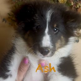 Ash (tri color) - Black white and tan male Shetland Sheepdog puppy in Idaho from Bellissimo Shelties