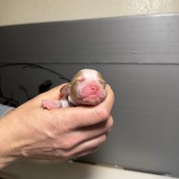 Latte - White and liver female Brittany puppy in Elizabeth, Colorado from CoveLake Kennels