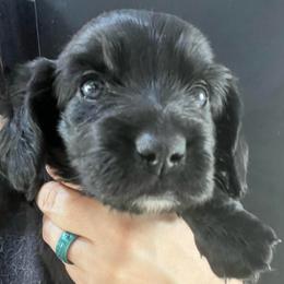 Shamu - Black female Dachshund puppy in Bigfork, Minnesota from Dachshunds Up North