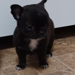 Lanett - Black and white female Chihuahua puppy in Tyler, Alabama from Delinda's Chihuahuas