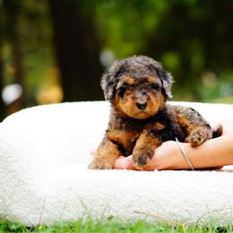 Myla - Merle female Bernedoodle puppy in Washington from Doodle Love