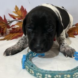 Blue - Black roan female German Shorthaired Pointer puppy in Newton Grove, North Carolina from Wayalife Labradors & Gsp’s