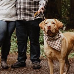 Labrador Retrievers from Freeze Family Labrador Retrievers