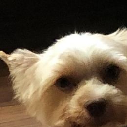 Guero - Yorkshire Terrier