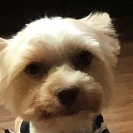 Guero - Yorkshire Terrier