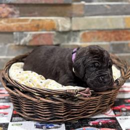 Cheese - Black female Great Dane puppy in Grand Junction, Colorado from Top Brackett Danes