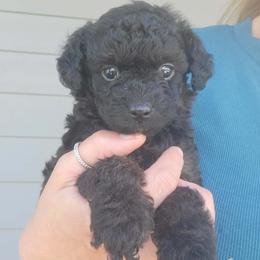 Karen - Phantom female Poodle puppy in Palmyra, Nebraska from Nebraska K9's