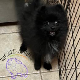AKC FERNANDO 1200 - Black male Pomeranian puppy in Watkins Glen, New York from Wicked Spirits Pomeranians