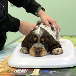 English Springer Spaniels from Little River English Springer Spaniels