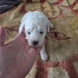 Timmy - White male Maltipoo puppy in Everett, Washington from Meadows Ranch
