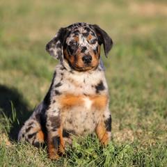Asgard - 5350 - Harlequin male Beauceron puppy in Rockwall, Texas from Elitehaus