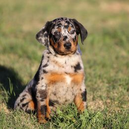 Asgard - 5350 - Harlequin male Beauceron puppy in Rockwall, Texas from Elitehaus