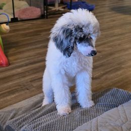 Luna - Cream female Poodle puppy in Wittmann, Arizona from Marlees Puppies 1