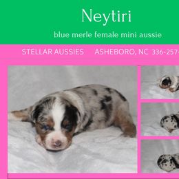 Neytiri - Blue merle female Miniature Australian Shepherd puppy in Asheboro, North Carolina from Stellar Aussies
