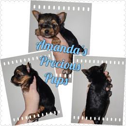 Leo - Black and tan male Yorkshire Terrier puppy in Wartburg, Tennessee from Amanda's Precious Pups