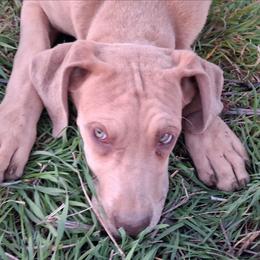 Lilac Fawn Merle Female 2 - Merle female Great Dane puppy in Cunningham, Kansas from Garden Grove Great Danes