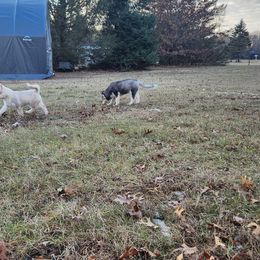 Siberian Husky Puppies from Spirit of the Moon Siberians