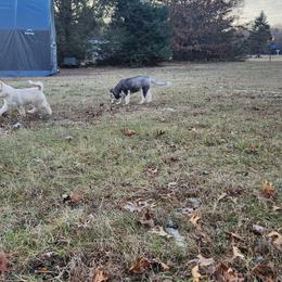 Siberian Husky Puppies from Spirit of the Moon Siberians