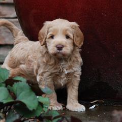 Australian Cobberdog Puppies from Heartland Hills Australian Cobberdogs