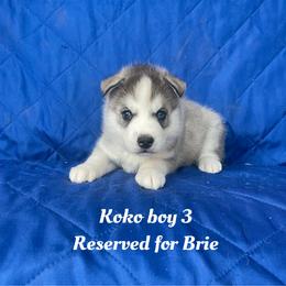 Koko boy 3 - Gray and white male Siberian Husky puppy in Ocala, Florida from Florida Husky Puppies