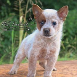 Ember - Red speckled female Australian Cattle Dog puppy in Waxahachie, Texas from MC Heelers