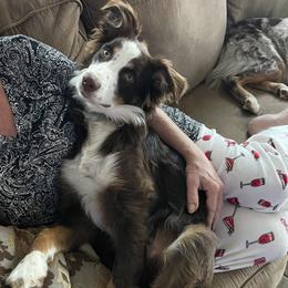 Australian Shepherd All Grown Up from Flowertown Aussies