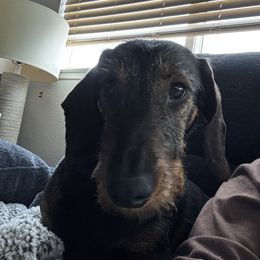 Dachshund puppies from Rosewick Kennels
