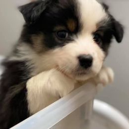Miniature Australian Shepherds from Rocking B