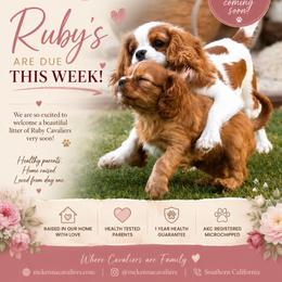 Cavalier King Charles Spaniel puppies from McKenna Cavaliers in Southern California