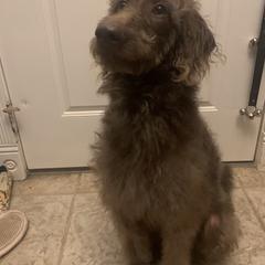 Bernedoodle and Labradoodle All Grown Up from Island View Poodles & Doodles