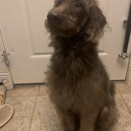 Bernedoodle and Labradoodle All Grown Up from Island View Poodles & Doodles