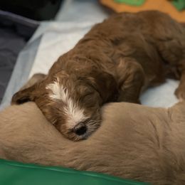 Double Doodle Puppies from North Texas Golden Mountain Doodles