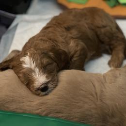 Double Doodle Puppies from North Texas Golden Mountain Doodles