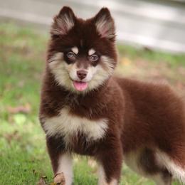 Louise - Chocolate female Pomsky puppy in Junction City, Ohio from JC Pups