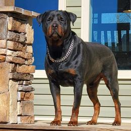 Han - Rottweiler