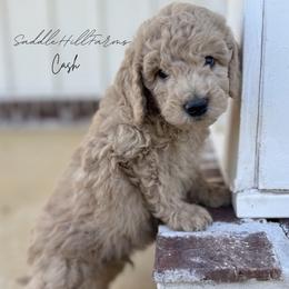 Cash 1725 - Cream male Goldendoodle puppy in Rienzi, Mississippi from Saddle Hill Farms