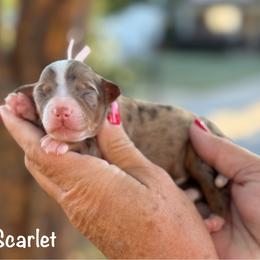 Scarlett - Chocolate merle female Bernedoodle puppy in Newnan, Georgia from Wagging Tailz Pups