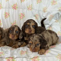 Basset Hound and Dachshund Puppies from The Gorman Hounds