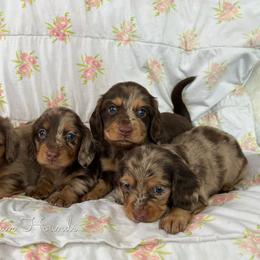 Basset Hound and Dachshund Puppies from The Gorman Hounds
